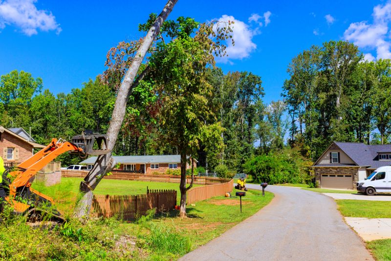 Tree Removal And Brush Clearing
