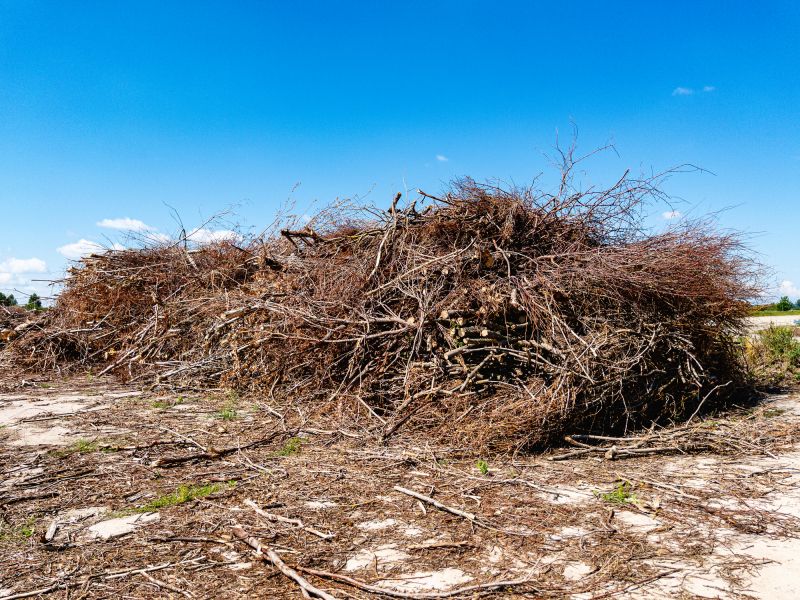 Tree Removal And Brush Clearing