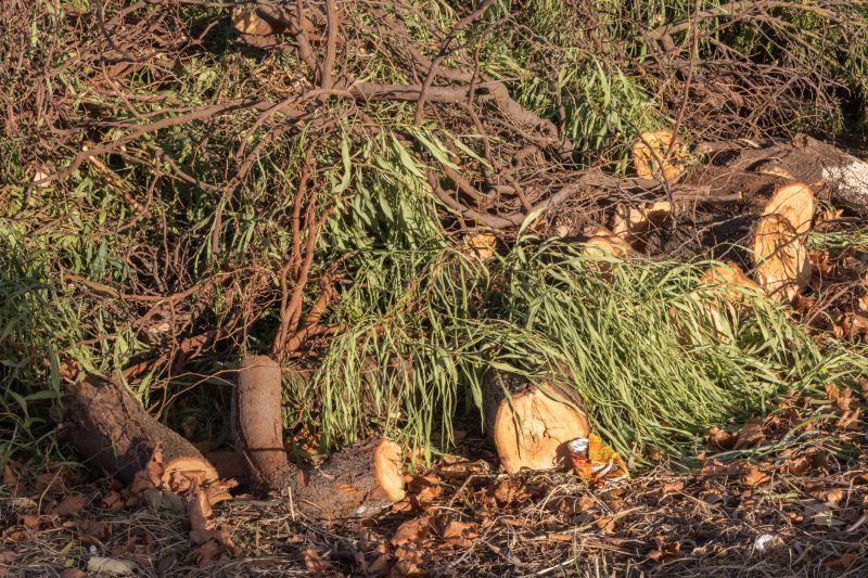 Tree Removal And Brush Clearing
