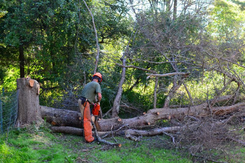 Tree Removal And Brush Clearing
